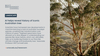 AI helps reveal history of iconic Australian tree