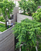 House for Trees – Ho Chi Minh City, Vietnam