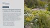Reviving Endangered Grasslands in Melbourne's Urban Landscape