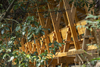FW JI · The Covered Bridge on Aqueduct – Huangshan, China